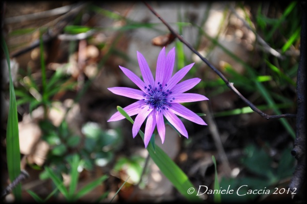 Anemone hortensis